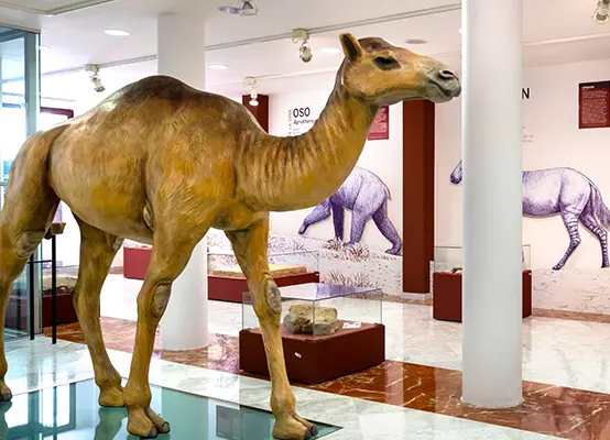 Sala pisadas fósiles Museo Etnográfico y Ciencias Naturaleza Jerónimo Molina