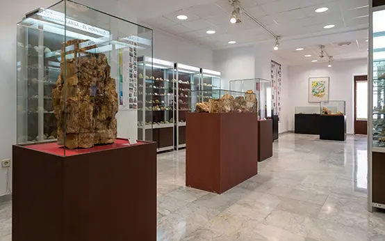 Fósiles y minerales